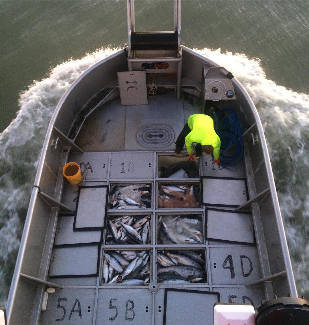 Bristol Bay Deckhand